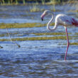 Flamant rose